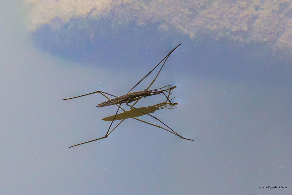 River skater - Aquarius najas  Animal,Animalia,Aquarius najas,Arthropoda,Bulgaria,Emen Protected Area,Emen canyon,Europe,Geotagged,Gerridae,Hemiptera,Insect,Insecta,Natura 2000,Nature,Negovanka river,River skater,Summer,Veliko Tarnovo,Wildlife