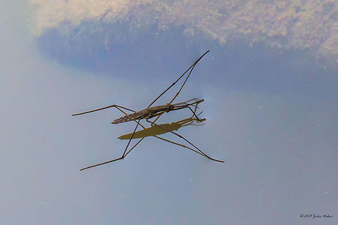 River skater - Aquarius najas  Animal,Animalia,Aquarius najas,Arthropoda,Bulgaria,Emen Protected Area,Emen canyon,Europe,Geotagged,Gerridae,Hemiptera,Insect,Insecta,Natura 2000,Nature,Negovanka river,River skater,Summer,Veliko Tarnovo,Wildlife