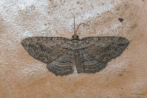 Fern - Horisme tersata  Animal,Animalia,Arthropoda,Bulgaria,Emen Protected Area,Emen canyon,Europe,Fern,Geometer moth,Geometridae,Geotagged,Horisme tersata,Insect,Insecta,Lepidoptera,Moth Week 2018,Natura 2000,Nature,Negovanka river,Summer