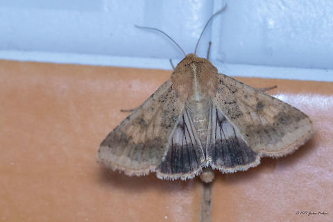 Cotton bollworm - Helicoverpa armigera Attracted by the local night lights. Know also as Helicoverpa obsoleta and Heliothis (Chloridea) obsolete
https://www.jungledragon.com/image/153776/cotton_bollworm_larva-_helicoverpa_armigera.html Animal,Animalia,Arthropoda,Bulgaria,Cotton bollworm,Emen Protected Area,Emen canyon,Europe,Geotagged,Helicoverpa armigera,Insect,Insecta,Lepidoptera,Moth Week 2018,Natura 2000,Nature,Negovanka river,Noctuidae,Owlet moth,Summer