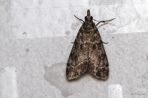 Eudonia mercurella  Animal,Animalia,Arthropoda,Bulgaria,Crambidae,Emen Protected Area,Emen canyon,Eudonia mercurella,Europe,Geotagged,Insect,Insecta,Lepidoptera,Natura 2000,Nature,Negovanka river,Summer,Veliko Tarnovo,Wildlife