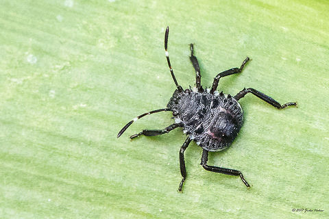 Brown marmorated stink bug nymph 3rd instar - Halyomorpha halys  Animal,Animalia,Arthropoda,Brown marmorated stink bug,Bulgaria,Europe,Geotagged,Halyomorpha halys,Hemiptera,Insect,Insecta,Nature,Pentatomidae,Sofia,Summer,Wildlife
