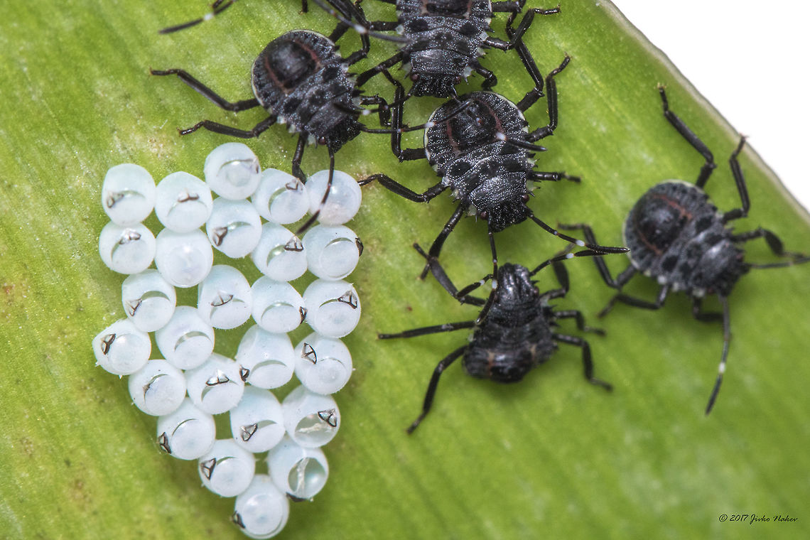 Brown marmorated stink bug eggs and nymphs 3rd instar Halyomorpha halys<br />
<figure class="photo"><a href="https://www.jungledragon.com/image/63883/brown_marmorated_stink_bug_eggs_and_nymphs_1st_instar_-_halyomorpha_halys.html" title="Brown marmorated stink bug eggs and nymphs 1st instar - Halyomorpha halys"><img src="https://s3.amazonaws.com/media.jungledragon.com/images/1332/63883_thumb.jpg?AWSAccessKeyId=05GMT0V3GWVNE7GGM1R2&Expires=1770854410&Signature=IfIhTJZOh%2FxInHUkBlMAxZNT6uc%3D" width="200" height="134" alt="Brown marmorated stink bug eggs and nymphs 1st instar - Halyomorpha halys BMSB nymphs, first instar, cluster around a mass of newly-hatched eggs on the underside of a leaf.<br />
https://www.jungledragon.com/image/53123/brown_marmorated_stink_bug_eggs_and_nymphs_3rd_instar.html Animal,Animalia,Arthropoda,Brown marmorated stink bug,Bulgaria,Eggs,Europe,Geotagged,Halyomorpha halys,Hemiptera,Insect,Insecta,Nature,Pentatomidae,Pentatomoidea,Sofia,Summer,Wildlife" /></a></figure> Animal,Animalia,Arthropoda,Brown marmorated stink bug,Bulgaria,Eggs,Europe,Geotagged,Halyomorpha halys,Hemiptera,Insect,Insecta,Nature,Pentatomidae,Sofia,Summer,Wildlife