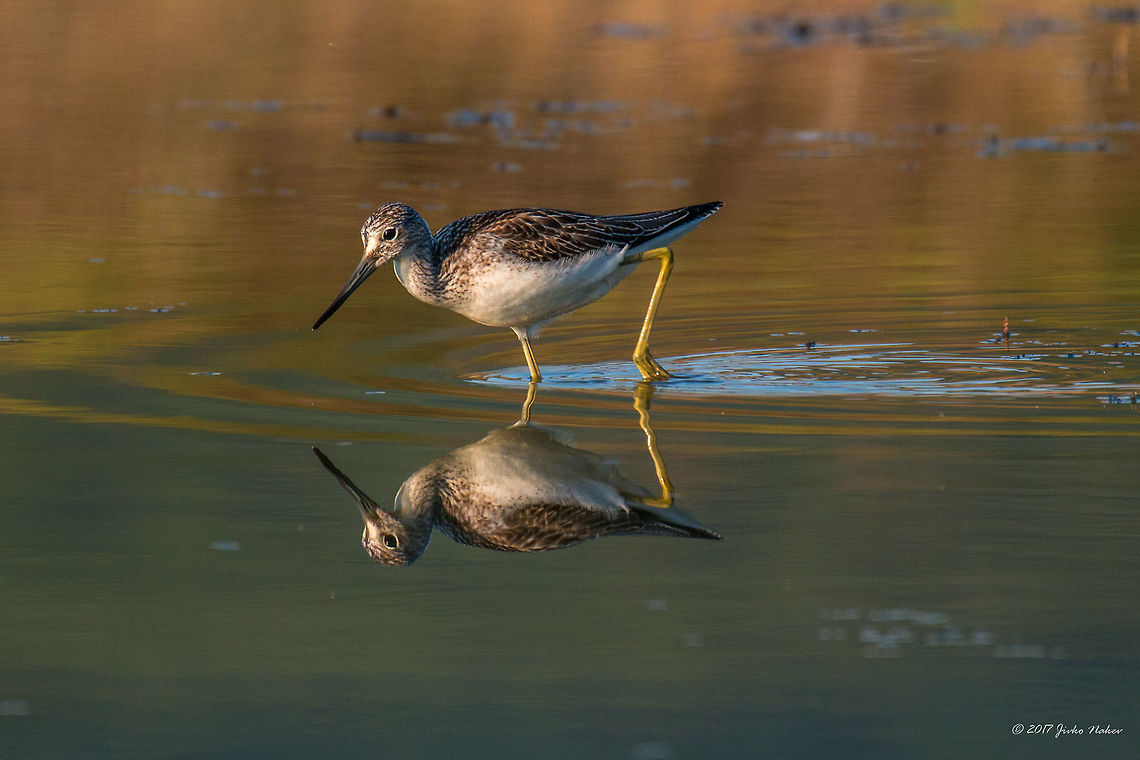 Common greenshank - Tringa nebularia  Animal,Animalia,Aves,Bird,Bulgaria,Charadriiformes,Chordata,Common greenshank,Europe,Geotagged,Greenshank,Nature,Ognyanovo dam,Scolopacidae,Shorebird,Sofia,Summer,Tringa nebularia,Wader,Wildlife