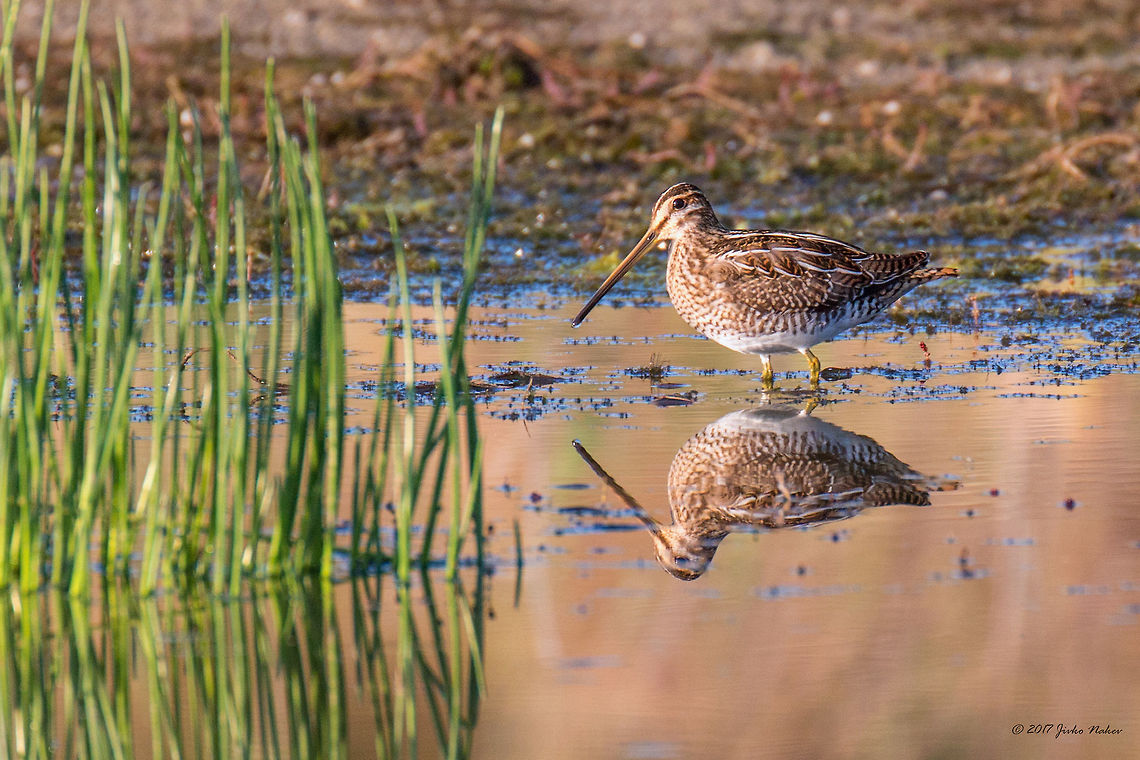 Common snipe - Gallinago gallinago  Animal,Animalia,Aves,Bird,Bulgaria,Charadriiformes,Chordata,Common snipe,Europe,Gallinago gallinago,Geotagged,Nature,Ognyanovo dam,Scolopacidae,Shorebird,Sofia,Summer,Wader,Wildlife