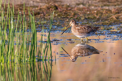 Common snipe - Gallinago gallinago  Animal,Animalia,Aves,Bird,Bulgaria,Charadriiformes,Chordata,Common snipe,Europe,Gallinago gallinago,Geotagged,Nature,Ognyanovo dam,Scolopacidae,Shorebird,Sofia,Summer,Wader,Wildlife