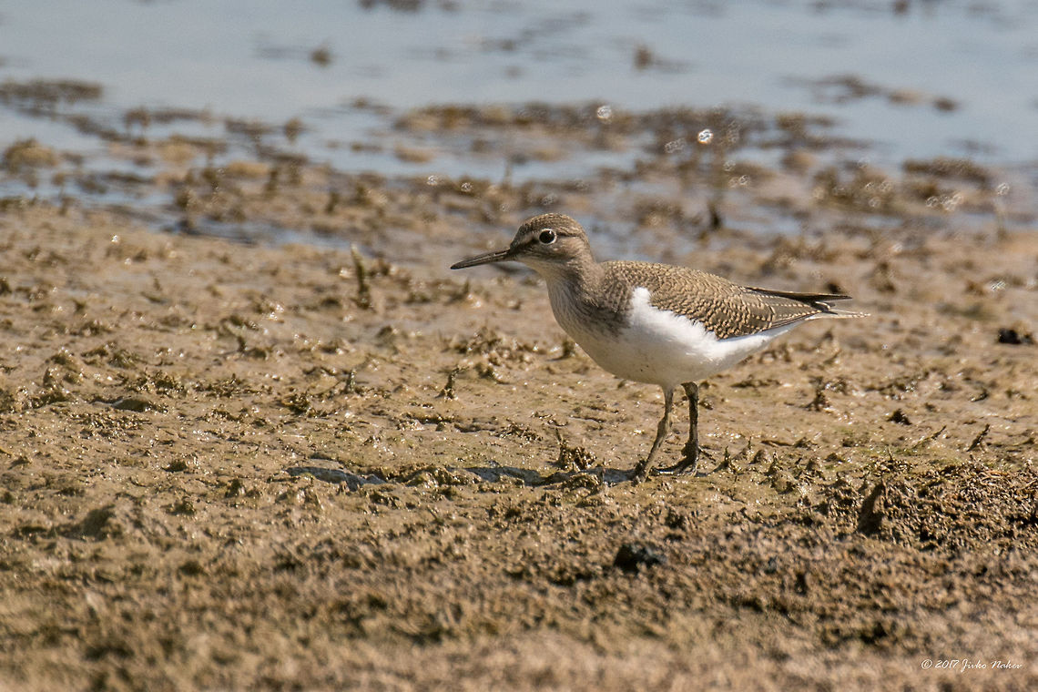 Common sandpiper - Actitis hypoleucos  Actitis hypoleucos,Animal,Animalia,Aves,Bird,Bulgaria,Charadriiformes,Chordata,Common sandpiper,Commona sandpiper,Europe,Geotagged,Nature,Ognyanovo dam,Scolopacidae,Shorebird,Sofia,Summer,Wader,Wildlife
