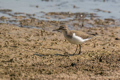 Common sandpiper - Actitis hypoleucos  Actitis hypoleucos,Animal,Animalia,Aves,Bird,Bulgaria,Charadriiformes,Chordata,Common sandpiper,Commona sandpiper,Europe,Geotagged,Nature,Ognyanovo dam,Scolopacidae,Shorebird,Sofia,Summer,Wader,Wildlife