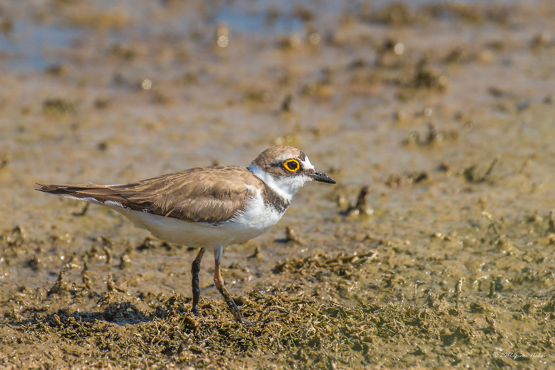 Little Ringed Plover Juvenile - Charadrius dubius <figure class="photo"><a href="https://www.jungledragon.com/image/95277/little_ringed_plover_-_charadrius_dubius.html" title="Little Ringed Plover - Charadrius dubius"><img src="https://s3.amazonaws.com/media.jungledragon.com/images/1332/95277_thumb.jpg?AWSAccessKeyId=05GMT0V3GWVNE7GGM1R2&Expires=1759968010&Signature=iRtMpCjYIghbRcr8VRFWRE1H%2Bxg%3D" width="200" height="134" alt="Little Ringed Plover - Charadrius dubius This little brave bird has an interesting behavior when a predator approaches and threatens its nest (in this case it was me):<br />
It flew several times nearby to attract attention, and then landed 10 meters away from me, pretending to be wounded, rolling on the ground with his wings hanging as if they were broken. It shows that it is easy prey. As I approached, it flew a little further and the show began again. I guess it&#039;s the male, while the female is in the nest somewhere behind me. A little smart fallow!<br />
https://www.jungledragon.com/image/53173/little_ringed_plover_juvenile_-_charadrius_dubius.html Animal,Animalia,Aves,Bird,Bulgaria,Charadriidae,Charadriiformes,Charadrius dubius,Chordata,Europe,Geotagged,Little Ringed Plover,Little ringed plover,Mramor,Nature,Sofia,Spring,Wildlife" /></a></figure> Animal,Animalia,Aves,Bird,Bulgaria,Charadriidae,Charadriiformes,Charadrius dubius,Chordata,Europe,Geotagged,Little Ringed Plover,Little ringed plover,Nature,Ognyanovo dam,Sofia,Summer,Wildlife