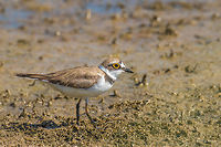 Little Ringed Plover Juvenile - Charadrius dubius https://www.jungledragon.com/image/95277/little_ringed_plover_-_charadrius_dubius.html Animal,Animalia,Aves,Bird,Bulgaria,Charadriidae,Charadriiformes,Charadrius dubius,Chordata,Europe,Geotagged,Little Ringed Plover,Little ringed plover,Nature,Ognyanovo dam,Sofia,Summer,Wildlife