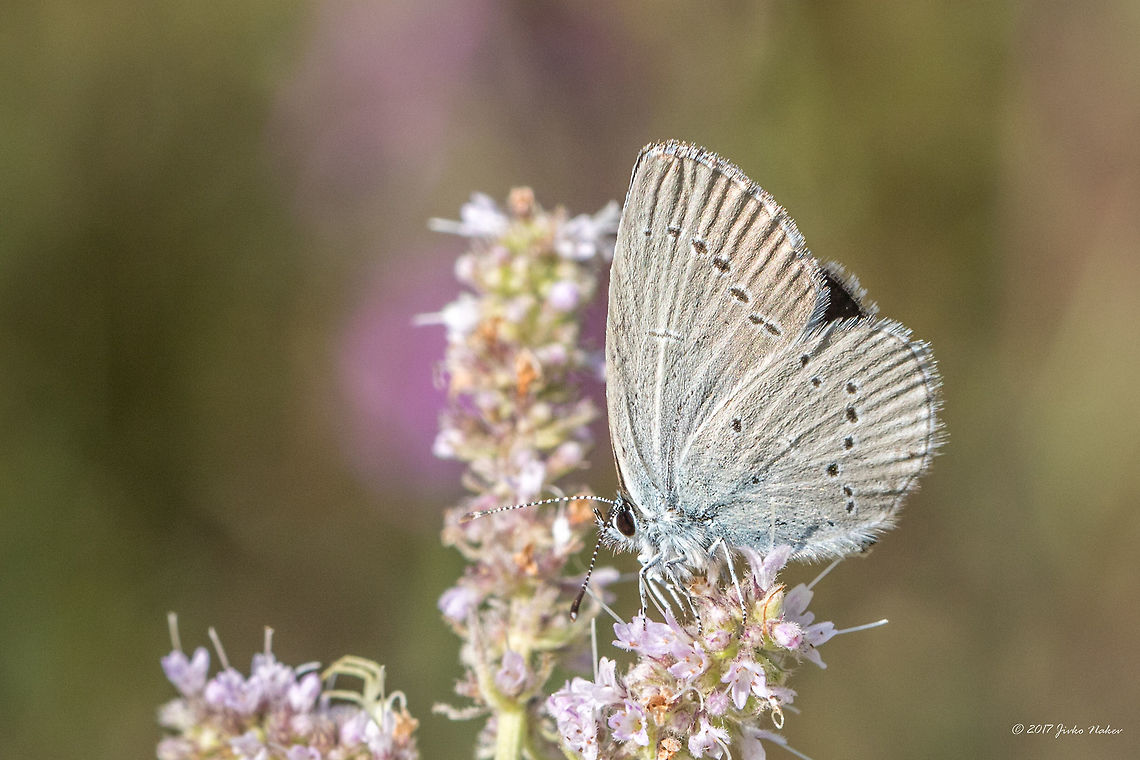 Small blue - Cupido minimus  Animal,Animalia,Arthropoda,Bulgaria,Cupido minimus,Europe,Geotagged,Insect,Insecta,Lepidoptera,Lycaenidae,Nature,Ognyanovo dam,Small blue,Sofia,Summer,Wildlife