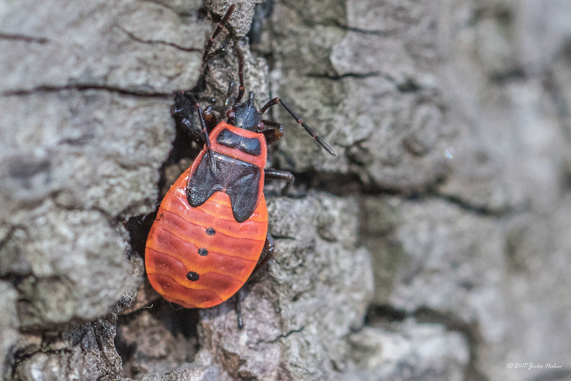 Firebug nymph - Pyrrhocoris apterus  Animal,Animalia,Arthropoda,Bulgaria,Europe,Firebug,Geotagged,Hemiptera,Insect,Insecta,Nature,Pyrrhocoeidae,Pyrrhocoris apterus,Sofia,Summer,Wildlife