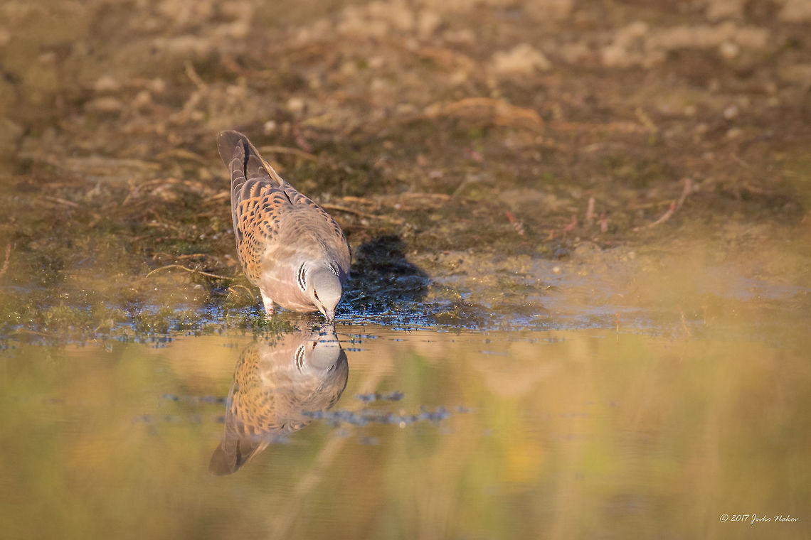 Turtle dove drinking water Streptopelia turtur Animal,Animalia,Aves,Bird,Bulgaria,Chordata,Columbidae,Columbiformes,Europe,European Turtle Dove,European turtle dove,Geotagged,Nature,Ognyanovo dam,Sofia,Streptopelia turtur,Summer,Wildlife