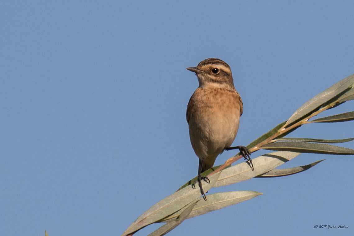 Whinchat - Saxicola rubetra  Animal,Animalia,Aves,Bird,Bulgaria,Chordata,Europe,Geotagged,Muscicapidae,Nature,Ognyanovo dam,Passeriformes,Passerine,Saxicola rubetra,Sofia,Summer,Whinchat,Wildlife