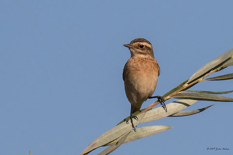 Whinchat - Saxicola rubetra  Animal,Animalia,Aves,Bird,Bulgaria,Chordata,Europe,Geotagged,Muscicapidae,Nature,Ognyanovo dam,Passeriformes,Passerine,Saxicola rubetra,Sofia,Summer,Whinchat,Wildlife