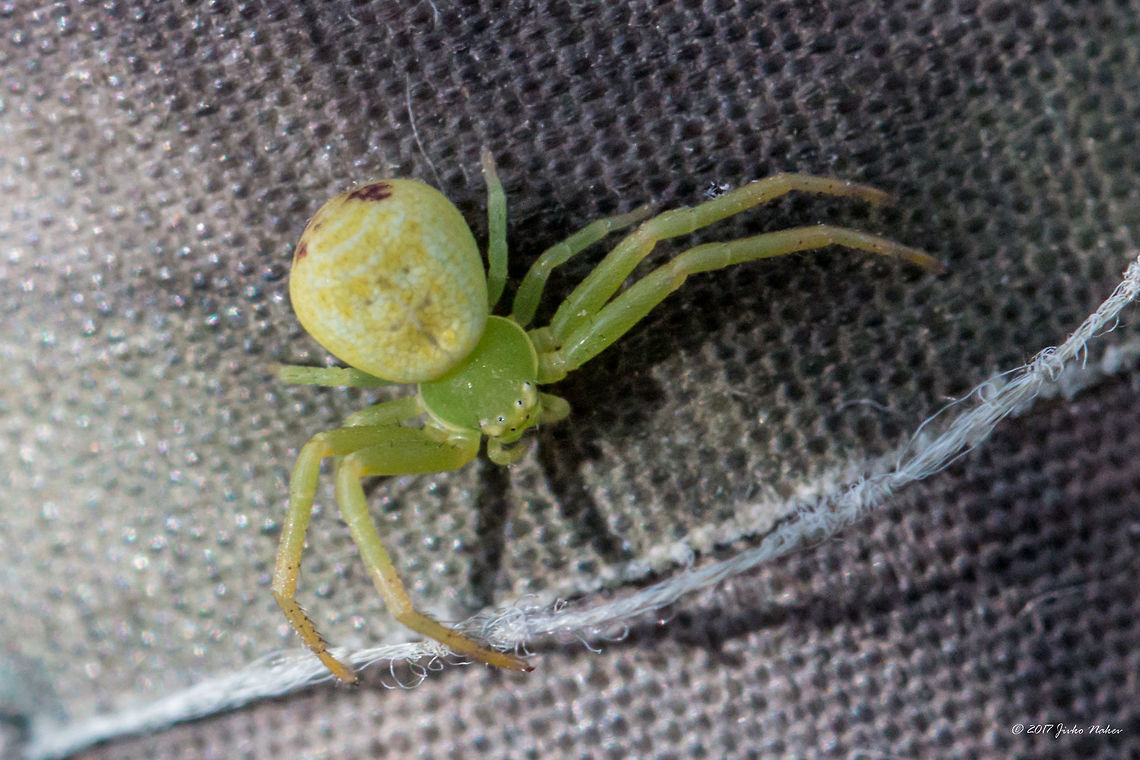 Ebrechtella tricuspidata Syn. Misumenops tricuspidatus Animal,Animalia,Arachnida,Araneae,Arthropoda,Bulgaria,Ebrechtella tricuspidata,Europe,Geotagged,Misumenops tricuspidatus,Nature,Ognyanovo dam,Sofia,Summer,Thomisidae,Wildlife