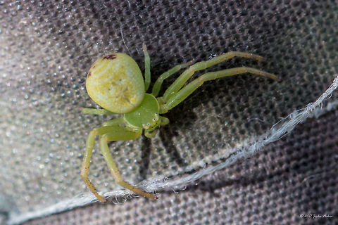 Ebrechtella tricuspidata