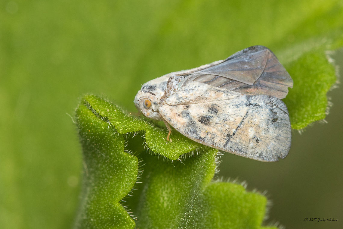 Citrus flatid planthopper - Metcalfa pruinosa Invasive Nearctic species. It was accidentally introduced to Europe, first in Italy in 1970. In a few decades it has spread over most of Europe. First recorded in Bulgaria in 2004. The forewing is most probably damaged.  Animal,Animalia,Arthropoda,Bulgaria,Citrus Flatid Planthopper,Citrus flatid planthopper,Europe,Flatidae,Fulgoroidea,Geotagged,Hemiptera,Insect,Insecta,Invasive species,Metcalfa pruinosa,Nature,Sofia,Summer,Wildlife