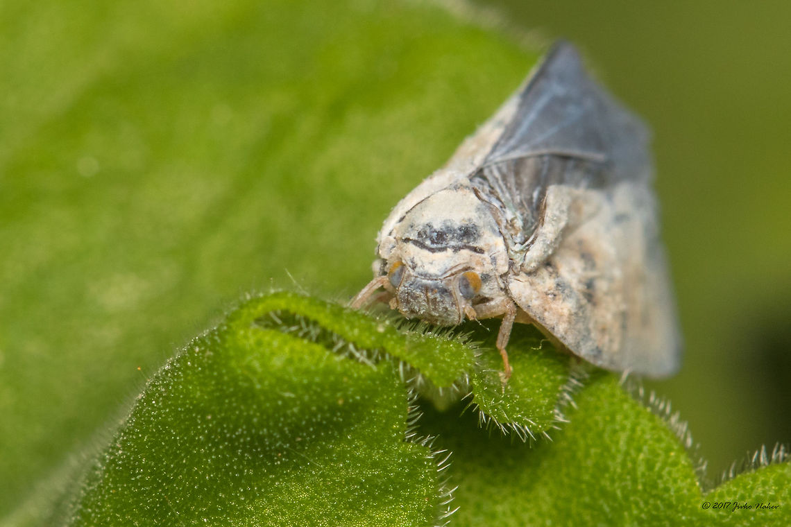 Citrus flatid planthopper - Metcalfa pruinosa  Animal,Animalia,Arthropoda,Bulgaria,Citrus Flatid Planthopper,Citrus flatid planthopper,Europe,Flatidae,Fulgoroidea,Geotagged,Hemiptera,Insect,Insecta,Metcalfa pruinosa,Nature,Sofia,Summer,Wildlife