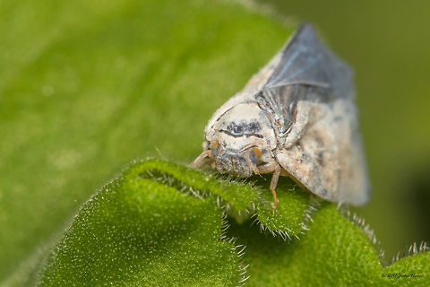 Citrus flatid planthopper - Metcalfa pruinosa  Animal,Animalia,Arthropoda,Bulgaria,Citrus Flatid Planthopper,Citrus flatid planthopper,Europe,Flatidae,Fulgoroidea,Geotagged,Hemiptera,Insect,Insecta,Metcalfa pruinosa,Nature,Sofia,Summer,Wildlife