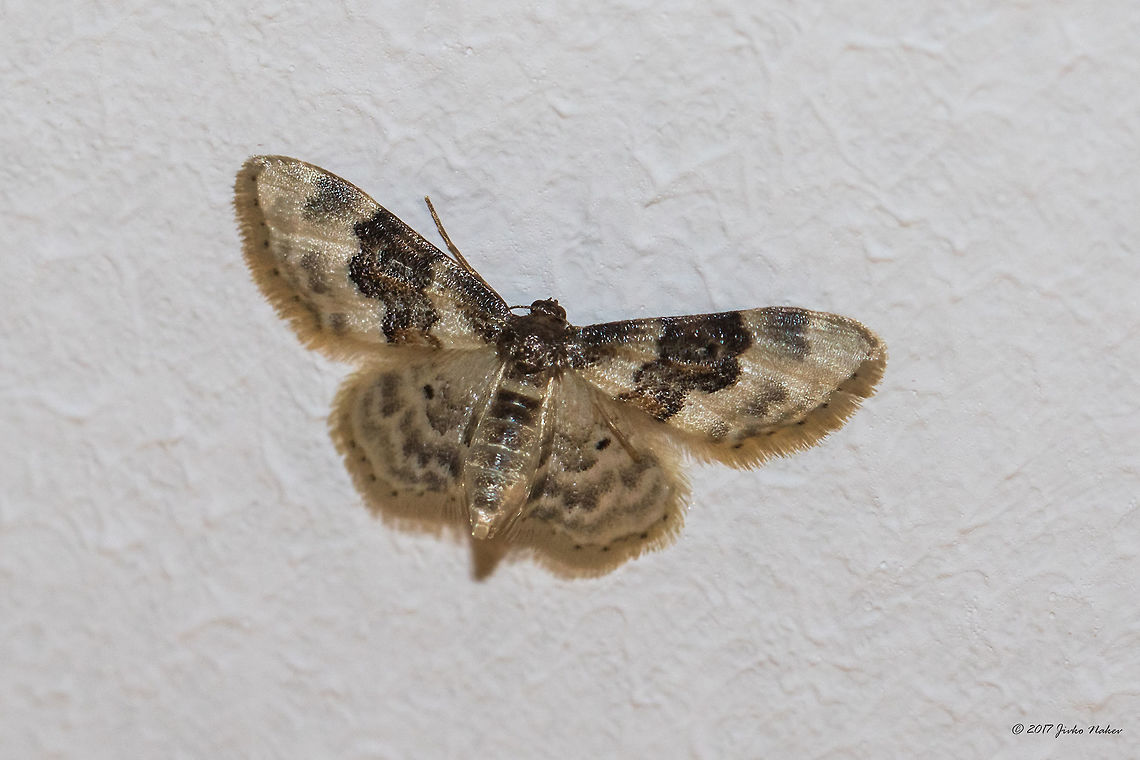 Least carpet - Idaea rusticata Recently I have little time for photography, but this nice moth was kind enough to visit me at my apartment in Sofia and posing for a couple of photos. Animal,Animalia,Arthropoda,Bulgaria,Europe,Geometer moth,Geometridae,Geotagged,Idaea rusticata,Idaea vulpinaria,Insect,Insecta,Lepidoptera,Nature,Sofia,Summer,Wildlife