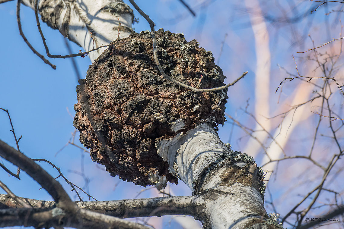 Chaga mushroom  Agaricomycetes,Basidiomycota,Bulgaria,Chaga mushroom,Dendrarium Botanical Garden,Europe,Fungi,Fungus,Geotagged,Hymenochaetaceae,Hymenochaetales,Inonotus obliquus,Medicinal mushroom,Nature,Parasitic,Vitosha Mountain Nature Park,Wildlife,Winter