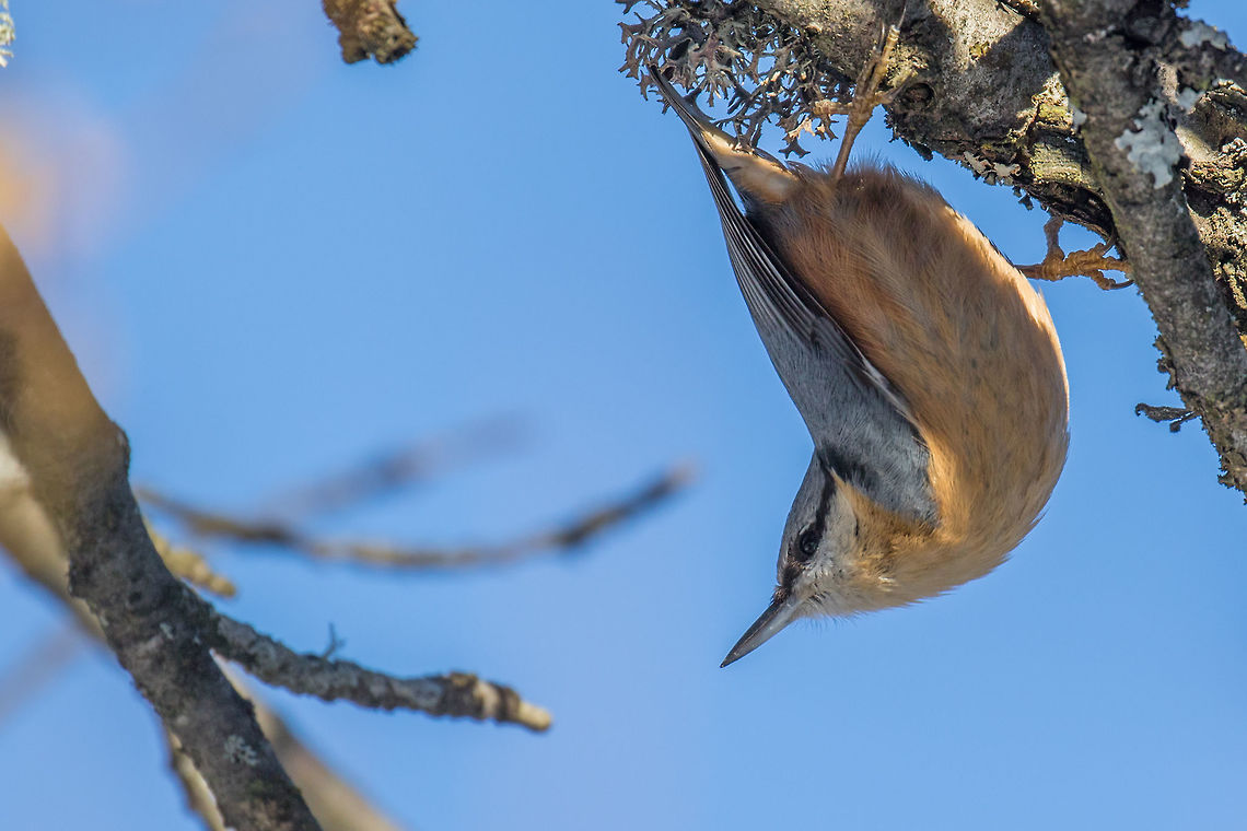 Nuthatch  Animal,Animalia,Aves,Bird,Bulgaria,Chordata,Dendrarium Botanical Garden,Eurasian Nuthatch,Europe,Geotagged,Nature,Passeriformes,Passerine,Sitta europaea,Sittidae,Vitosha Mountain Nature Park,Wildlife,Winter,Wood Nuthatch