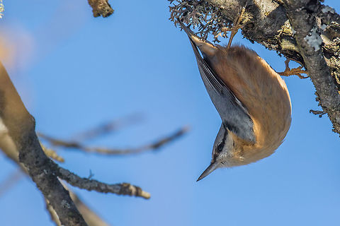Nuthatch  Animal,Animalia,Aves,Bird,Bulgaria,Chordata,Dendrarium Botanical Garden,Eurasian Nuthatch,Europe,Geotagged,Nature,Passeriformes,Passerine,Sitta europaea,Sittidae,Vitosha Mountain Nature Park,Wildlife,Winter,Wood Nuthatch