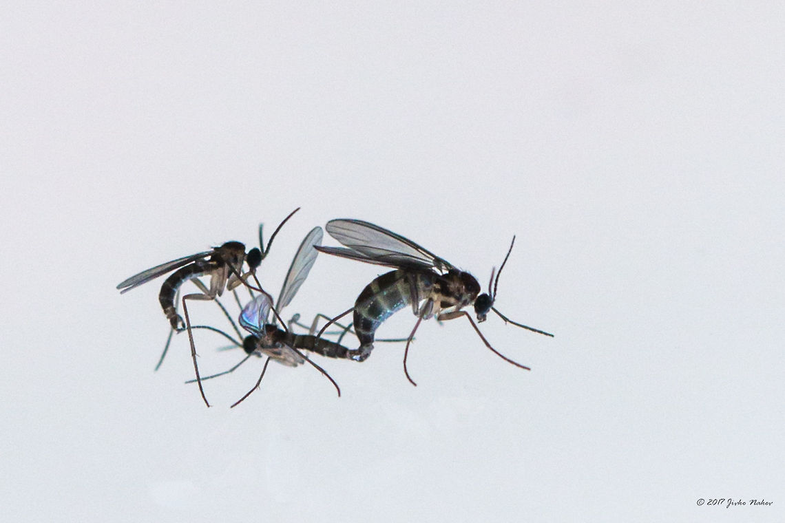 Dark-winged fungus gnat - Sciaridae family Photos are taken in my apartment - my wife bought soil for the flowers and after some time they started to fly around. Small, about 1.5 mm, very annoying insects. I don't think further identification is possible.<br />
<br />
The life cycle of only a few species has been studied in any detail, mainly those which are pests of commercially grown mushrooms. Sciarid larvae are mainly found in soil and plant litter, where they seem to feed mainly on fungi and animal faeces. Also, some species mine in plant parts above and below the earth. The larvae play an important role in turning forest leaf litter into soil. Sciarid flies are common pests of mushroom houses and of plants grown in protected culture, for example herbs, where the warm and moist conditions favour their rapid development. In commercial mushroom houses, sciarid fly larvae tunnel into the stalks of the mushrooms, and feeding damage can sever developing mycelium, causing mushrooms to become brown and leathery. Their faeces may also prevent the mycelium from colonising the casing layer, severely reducing yields. As a pest of plants, sciarid larvae feed on the root system. In both industries, adult sciarid flies are a nuisance pest that can result in crop rejection if high numbers are present in the growing area.<br />
<br />
The damaging larval stage can be controlled using the beneficial nematode Steinernema feltiae, which enters the larva and releases a bacterium that kills the insect. The nematode then reproduces within the larva and its young are released into the growing medium, where they actively search out new host larvae.<br />
From Wikipedia Animal,Animalia,Arthropoda,Bulgaria,Dark-winged fungus gnat,Diptera,Europe,Geotagged,Insect,Insecta,Nature,Sciaridae,Sofia,Wildlife,Winter