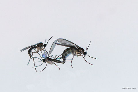 Dark-winged fungus gnat - Sciaridae family Photos are taken in my apartment - my wife bought soil for the flowers and after some time they started to fly around. Small, about 1.5 mm, very annoying insects. I don't think further identification is possible.

The life cycle of only a few species has been studied in any detail, mainly those which are pests of commercially grown mushrooms. Sciarid larvae are mainly found in soil and plant litter, where they seem to feed mainly on fungi and animal faeces. Also, some species mine in plant parts above and below the earth. The larvae play an important role in turning forest leaf litter into soil. Sciarid flies are common pests of mushroom houses and of plants grown in protected culture, for example herbs, where the warm and moist conditions favour their rapid development. In commercial mushroom houses, sciarid fly larvae tunnel into the stalks of the mushrooms, and feeding damage can sever developing mycelium, causing mushrooms to become brown and leathery. Their faeces may also prevent the mycelium from colonising the casing layer, severely reducing yields. As a pest of plants, sciarid larvae feed on the root system. In both industries, adult sciarid flies are a nuisance pest that can result in crop rejection if high numbers are present in the growing area.

The damaging larval stage can be controlled using the beneficial nematode Steinernema feltiae, which enters the larva and releases a bacterium that kills the insect. The nematode then reproduces within the larva and its young are released into the growing medium, where they actively search out new host larvae.
From Wikipedia Animal,Animalia,Arthropoda,Bulgaria,Dark-winged fungus gnat,Diptera,Europe,Geotagged,Insect,Insecta,Nature,Sciaridae,Sofia,Wildlife,Winter