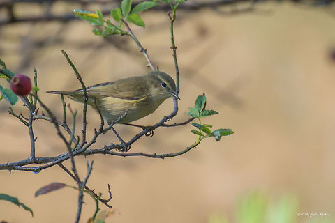 Phylloscopus collybita Common chiffchaff - Vlasina lake, Serbia, Sep. 2016 Animal,Animalia,Aves,Bird,Chordata,Common chiffchaff,Europe,Geotagged,Nature,Passeriformes,Passerine,Phylloscopidae,Phylloscopus collybita,Serbia,Summer,Vlasina lake,Wildlife