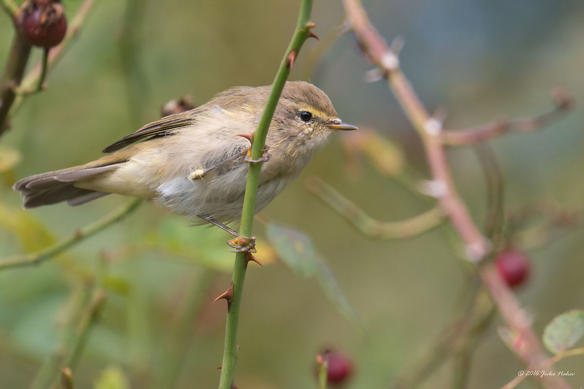 Phylloscopus collybita Common chiffchaff juv. - Vlasina lake, Serbia, Sep. 2016 Animal,Animalia,Aves,Bird,Chordata,Common chiffchaff,Europe,Geotagged,Nature,Passeriformes,Passerine,Phylloscopidae,Phylloscopus collybita,Serbia,Summer,Vlasina lake,Wildlife