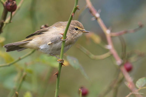 Phylloscopus collybita Common chiffchaff juv. - Vlasina lake, Serbia, Sep. 2016 Animal,Animalia,Aves,Bird,Chordata,Common chiffchaff,Europe,Geotagged,Nature,Passeriformes,Passerine,Phylloscopidae,Phylloscopus collybita,Serbia,Summer,Vlasina lake,Wildlife
