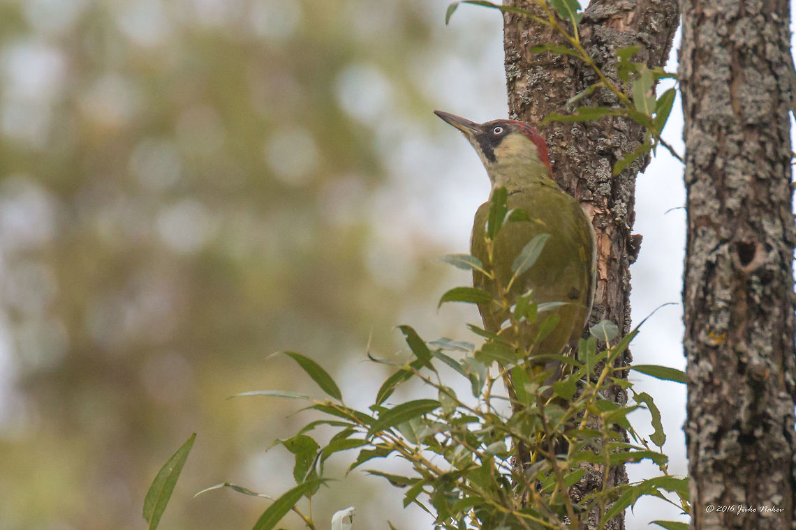 Green woodpecker - Picus viridis Vlasina lake, Serbia, Sep. 2016 Animal,Animalia,Aves,Bird,Chordata,Europe,European Green Woodpecker,Geotagged,Nature,Picidae,Piciformes,Picus viridis,Serbia,Summer,Vlasina lake,Wildlife