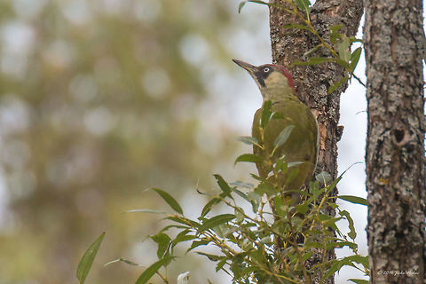 Green woodpecker - Picus viridis Vlasina lake, Serbia, Sep. 2016 Animal,Animalia,Aves,Bird,Chordata,Europe,European Green Woodpecker,Geotagged,Nature,Picidae,Piciformes,Picus viridis,Serbia,Summer,Vlasina lake,Wildlife