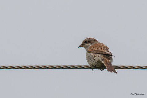 Red-backed shrike - Lanius collurio Red-backed shrike female, juv. - Vlasina lake, Sep. 2016 Animal,Animalia,Aves,Bird,Chordata,Europe,Geotagged,Laniidae,Lanius collurio,Nature,Passeriformes,Passerine,Red-backed Shrike,Red-backed shrike,Serbia,Summer,Vlasina lake,Wildlife