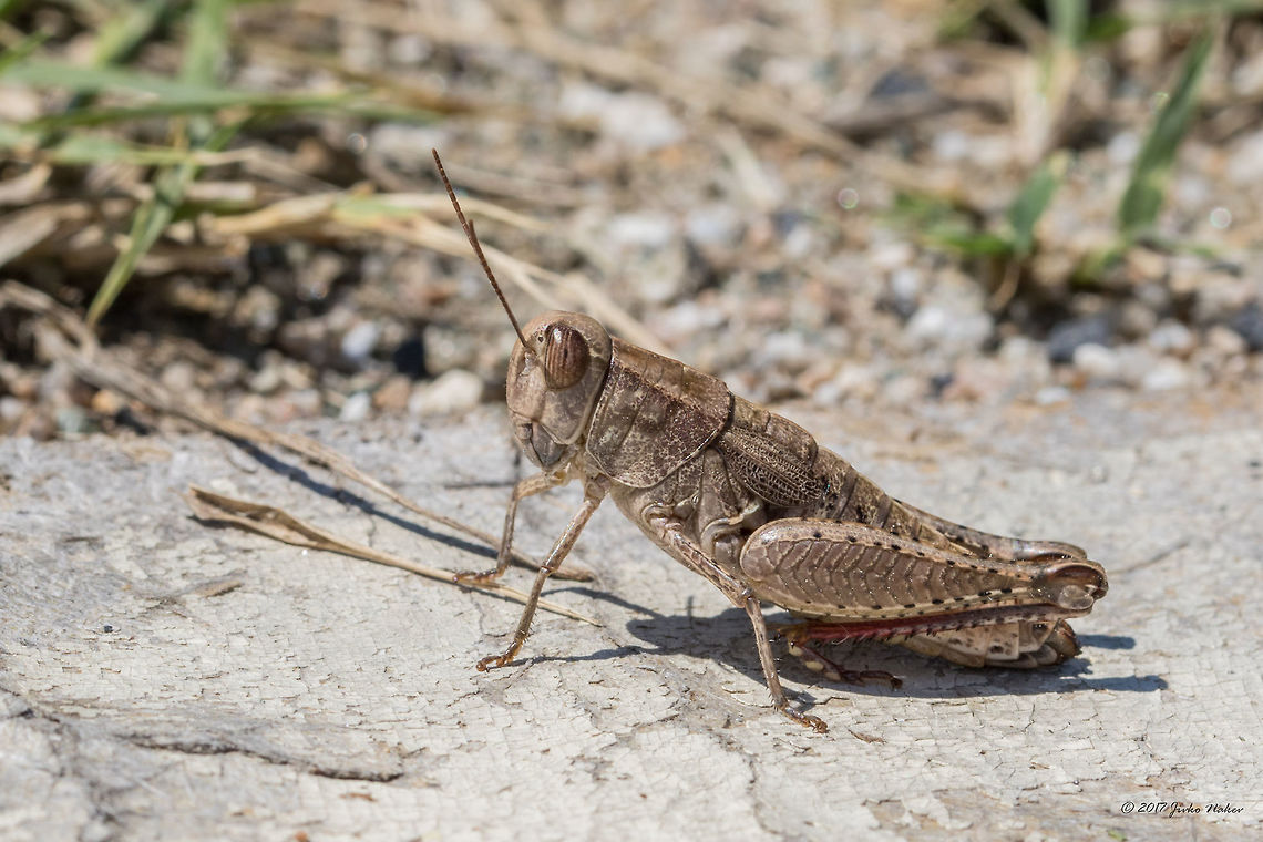 Paracaloptenus caloptenoides female Captured in Eastern Rhodopes Acrididae,Animal,Animalia,Arthropoda,Bjala reka meanders protected area,Bulgaria,Europe,Insect,Insecta,Nature,Orthoptera,Paracaloptenus caloptenoides,Rhodope mountains