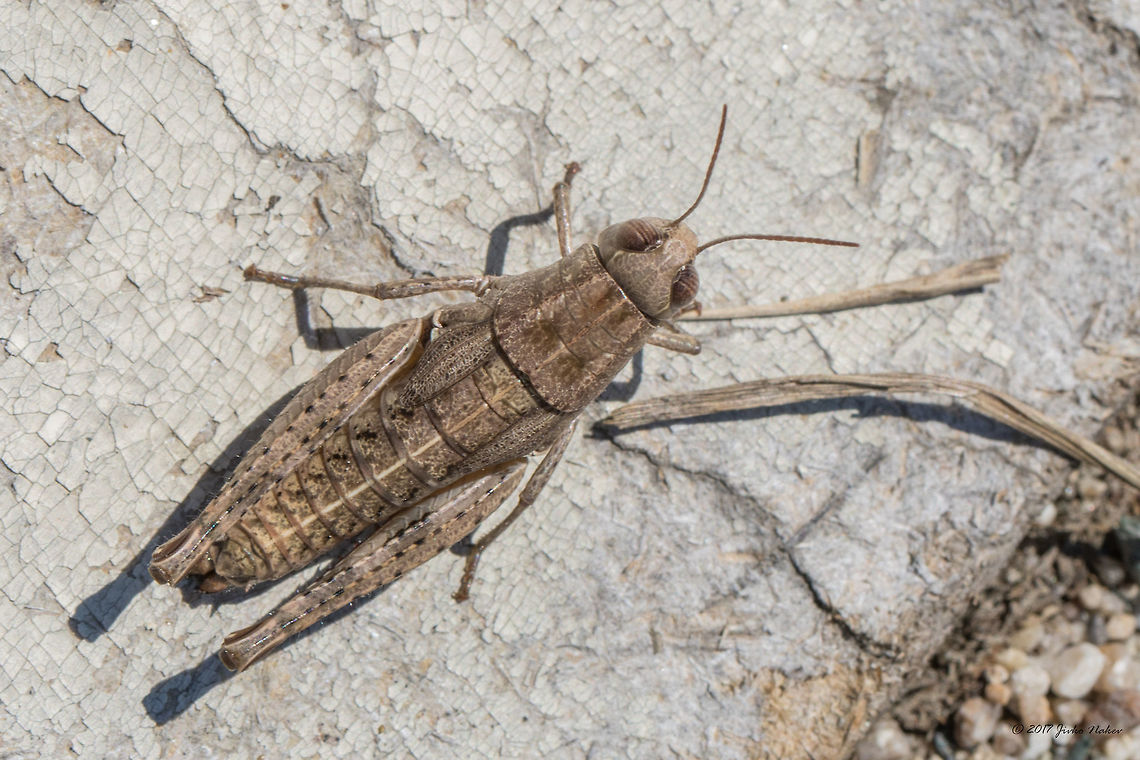 Paracaloptenus caloptenoides female Captured in Eastern Rhodopes Acrididae,Animal,Animalia,Arthropoda,Bjala reka meanders protected area,Bulgaria,Europe,Insect,Insecta,Nature,Orthoptera,Paracaloptenus caloptenoides,Rhodope mountains