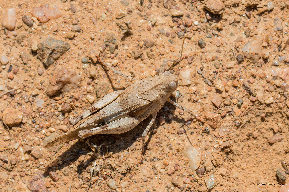 Oedipoda caerulescens - Blue-winged grasshopper Could be confused with O. germanica, but I saw it in flight - the hind wings are blue. Acrididae,Animal,Animalia,Arthropoda,Bjala reka meanders protected area,Blue-winged grasshopper,Bulgaria,Europe,Geotagged,Insect,Insecta,Nature,Oedipoda caerulescens,Orthoptera,Rhodope mountains,Short-horned Grasshopper,Summer,Wildlife