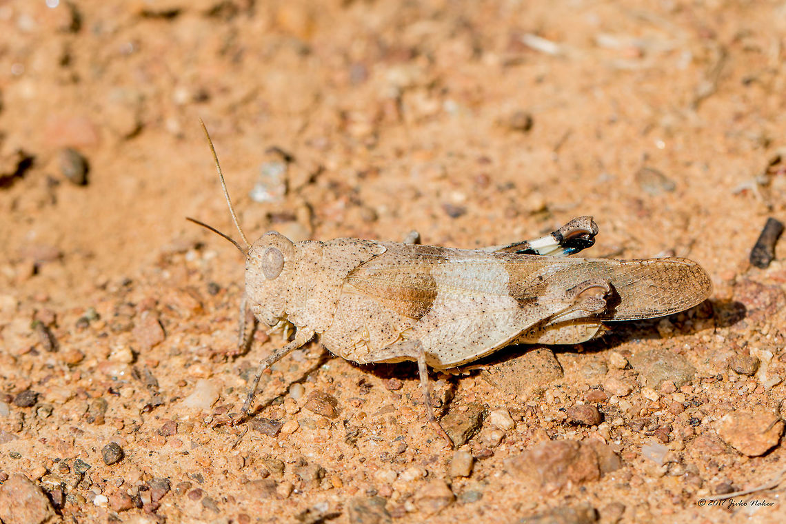 Oedipoda caerulescens - Blue-winged grasshopper Could be confused with O. germanica, but I saw it in flight - the hind wings are blue. Acrididae,Animal,Animalia,Arthropoda,Bjala reka meanders protected area,Blue-winged grasshopper,Bulgaria,Europe,Geotagged,Insect,Insecta,Nature,Oedipoda caerulescens,Orthoptera,Rhodope mountains,Short-horned Grasshopper,Summer,Wildlife