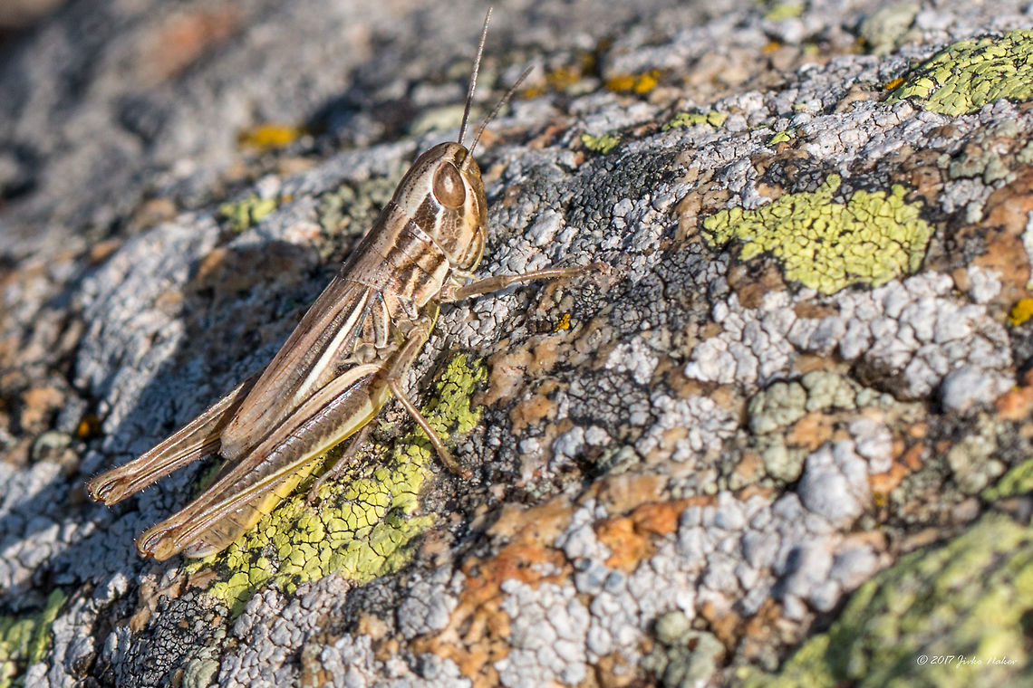 Euchorthippus declivus - Jersey grasshopper  Acrididae,Animal,Animalia,Arthropoda,Bulgaria,Euchorthippus declivus,Europe,Fall,Geotagged,Insect,Insecta,Jersey grasshopper,Nature,Orthoptera,Sharp-tailed grasshopper,Short-horned Grasshopper,Vitosha Mountain Nature Park,Wildlife