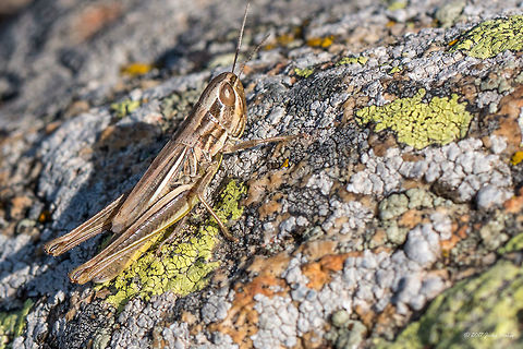 Euchorthippus declivus - Jersey grasshopper Acrididae,Animal,Animalia,Arthropoda,Bulgaria,Euchorthippus declivus,Europe,Fall,Geotagged,Insect,Insecta,Jersey grasshopper,Nature,Orthoptera,Sharp-tailed grasshopper,Short-horned Grasshopper,Vitosha Mountain Nature Park,Wildlife