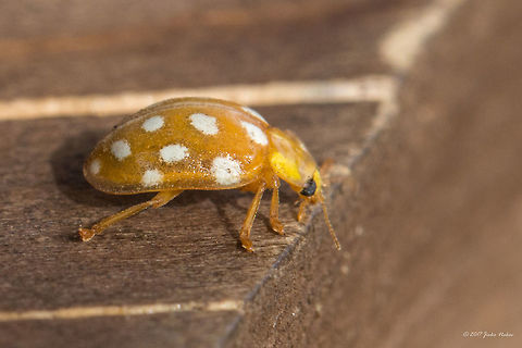 Orange ladybird - Halyzia sedecimguttata When I made this picture on Vitosha Mountain in October, I did not even think that this was anything other than Harlequin Ladybug. I just made some pictures of boredom while I waited for my wife to bring something to eat from the small restaurant nearby. I did not bother to make any better shots at all! Now I realize that this is a new species for me! Bulgaria,Fall,Geotagged,Halyzia sedecimguttata,Orange Ladybird
