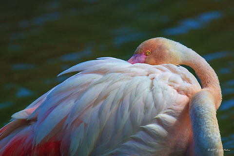 I watch you!  Animal,Animalia,Aves,Bird,Chordata,Europe,France,Geotagged,Greater flamingo,Nature,Phoenicopteridae,Phoenicopteriformes,Phoenicopterus roseus,Regional Nature Park of the Camargue,Spring,Wildlife