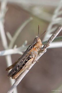Raymond's grasshopper - Omocestus raymondi Captured in Greece, Chalkidiki, Sithonia Acrididae,Animal,Animalia,Arthropoda,Central Macedonia,Chalkidiki,Europe,Geotagged,Greece,Insect,Insecta,Nature,Omocestus raymondi,Orthoptera,Raymond's Grasshopper,Raymond's grasshopper,Short-horned Grasshopper,Sithonia,Spring,Wildlife