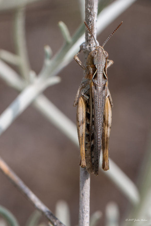 Raymond's grasshopper - Omocestus raymondi Captured in Greece, Chalkidiki, Sithonia Acrididae,Animal,Animalia,Arthropoda,Central Macedonia,Chalkidiki,Europe,Geotagged,Greece,Insect,Insecta,Nature,Omocestus raymondi,Orthoptera,Raymond's Grasshopper,Raymond's grasshopper,Short-horned Grasshopper,Sithonia,Spring,Wildlife