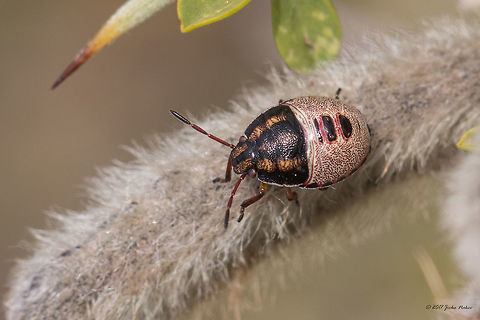 Piezodorus lituratus - Gorse Shieldbug nymph  Animal,Animalia,Arthropoda,Central Macedonia,Chalkidiki,Europe,Geotagged,Gorse shieldbug,Greece,Hemiptera,Insect,Insecta,Nature,Pentatomidae,Pentatomoidea,Piezodorus lituratus,Shield bug,Sithonia,Spring,Wildlife