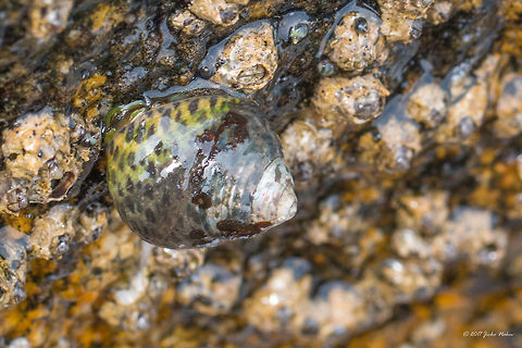 Phorcus turbinatus - Turbinate monodont  Animal,Animalia,Central Macedonia,Chalkidiki,Europe,Gastropoda,Geotagged,Greece,Mollusca,Nature,Phorcus turbinatus,Sithonia,Spring,Sykia,Trochidae,Trochoidea,Turbinate monodont,Wildlife