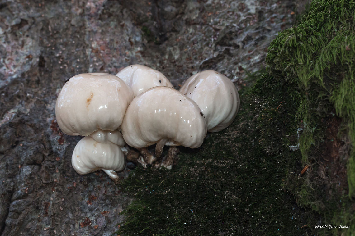 Oudemansiella mucida - porcelain fungus Found on beech tree. Agaricales,Agaricomycetes,Basidiomycota,Bulgaria,Europe,Fall,Fungi,Fungus,Geotagged,Nature,Oudemansiella mucida,Physalacriaceae,Porcelain fungus,Vitosha Mountain Nature Park,Wildlife