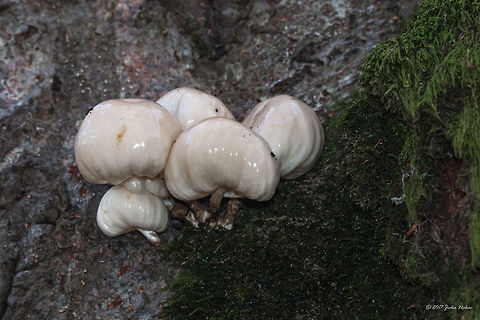 Oudemansiella mucida - porcelain fungus Found on beech tree. Agaricales,Agaricomycetes,Basidiomycota,Bulgaria,Europe,Fall,Fungi,Fungus,Geotagged,Nature,Oudemansiella mucida,Physalacriaceae,Porcelain fungus,Vitosha Mountain Nature Park,Wildlife